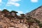 Socotra, Yemen, overview of the Dragon Blood Trees forest in Homhil Plateau