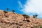 Socotra, Yemen, overview of the Dragon Blood Trees forest in Homhil Plateau