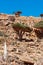 Socotra, Yemen, overview of the Dragon Blood Trees forest in Homhil Plateau