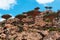 Socotra, Yemen, overview of the Dragon Blood Trees forest in Homhil Plateau