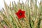 Socotran Caralluma flower of cactus plant on Socotra island