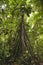 Socratea exorrhiza or Walking palm, Amazon rainforest, Peru
