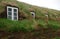 Sod House Windows