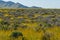 Soda Lake full of water, and wildflowers bloom at Carrizo Plain, central California