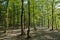 Soderasen national park in Azerbaijan Ismayilli .beautiful green forest in spring . Green thin trees in forest. One old moss