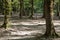 Soderasen national park in Azerbaijan Ismayilli .beautiful green forest in spring . Green thin trees in forest. One old moss