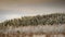Soderasen National Park Treeline View
