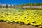 Soderica lake green landscape and water lilys view