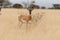 Soemmerring`s gazelle Nanger soemmerringii