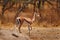 Soemmerring`s gazelle, Nanger soemmerringii, in the nature habitat, Abijata-Shalla Lakes NP, Ethiopia in Africa. Sunny day with