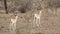 Soemmerring`s Gazelles Running Away