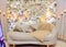 Sofa Amidst Flower Decorations On Stage In Wedding