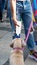 Sofia, Bulgaria / June 10 2019: Tan guy in the middle of the festival giving water to a puppy, Labrador Retriever. Pride festival
