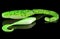 Soft acid green fishing baits