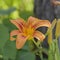 Soft Angled Macro of  Curvy Open Daylily Tiger Lily Looking for Love in Abstract Green Woods Bokeh Background Selective Focus