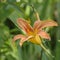 Soft Angled Macro of Long Reaching Pistil Daylily Tiger Lily Looking for Love in Abstract Green Bokeh Background Selective Focus