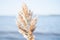 Soft beige beach reed and water background