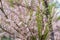 Soft blooming of Tamarix or tamarisk green plant with pink flowers