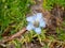 Soft blue alpine gentian