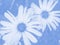 Soft Blue Daisy Floral Background