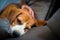 Soft blur focus tired beagle dog falls asleep on sofa at home with owner.Owner touching his head