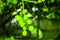 Soft blur green grapes and leaves on grape vine background