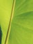 Soft blured banana green leaf