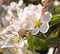 Soft blurred portrait of blooming apple tree in spring in South Tyrol Italy; pesticide free environmental protection concept