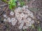 The soft blurred and soft focus the natural Termitomyces microcarpu,mushroom on the ground with the natural light