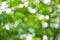 Soft Blurry, photography bokeh background of green