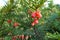 Soft bright red berry-like seed cones of European yew