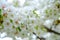 Soft bright sakura cherry blossoms branches in spring season , soft focus sakura petal in the morning sunshine , blur sakura branc
