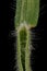 Soft Brome Bromus hordeaceus. Ligule and Leaf Sheath Closeup