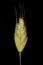 Soft Brome Bromus hordeaceus. Spikelet Closeup