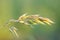 Soft brome culm