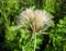 Soft brown fluff in meadow