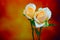 Soft champagne or peach color roses on dark abstract background