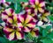 Soft close-up beautiful colorful blooming Petunia flowers Petunia hybrida with purple, yellow and white stripes