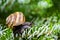 Soft close-up of beautiful Helix pomatia, Roman snail, Burgundy snail on silver needles of Abies koreana Silberlocke