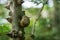 Soft close-up of beautiful Helix pomatia, Roman snail, Burgundy snail on spiny Tree Trunk of Zanthoxylum americanum, Prickly ash