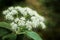 Soft close-up of beautiful white spring flowers of leatherleaf viburnum Viburnum rhytidophyllum Alleghany
