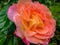 Soft close-up of beautiful yellow orange with red rose Ambiance. Petals are covered with raindrops or morning dew against the back