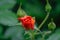 Soft close-up of bright orange beautiful rose Westerland with buds after rain on green leaves background