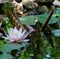 Soft close-up bright pink water lily or lotus flower Marliacea Rosea in old pond. Beautiful Nymphaea in sunlight