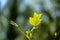 Soft close-up focus of young green leaf of tulip tree Liriodendron tulipifera in focus against background of blurry spring garden