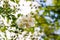 Soft close-up of jasmine flowers Philadelphus lewisii on bush with  blurred bokeh background in spring garden.