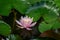 Soft close-up pink water lily, lotus flower Marliacea Rosea reflected in pond. Beautiful Nymphaea