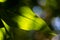 Soft closeup photo of a green leaf. Macro photo with bokeh background. Illustration