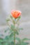 Soft closeup of a pink rose