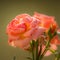 Soft closeup of a red rose